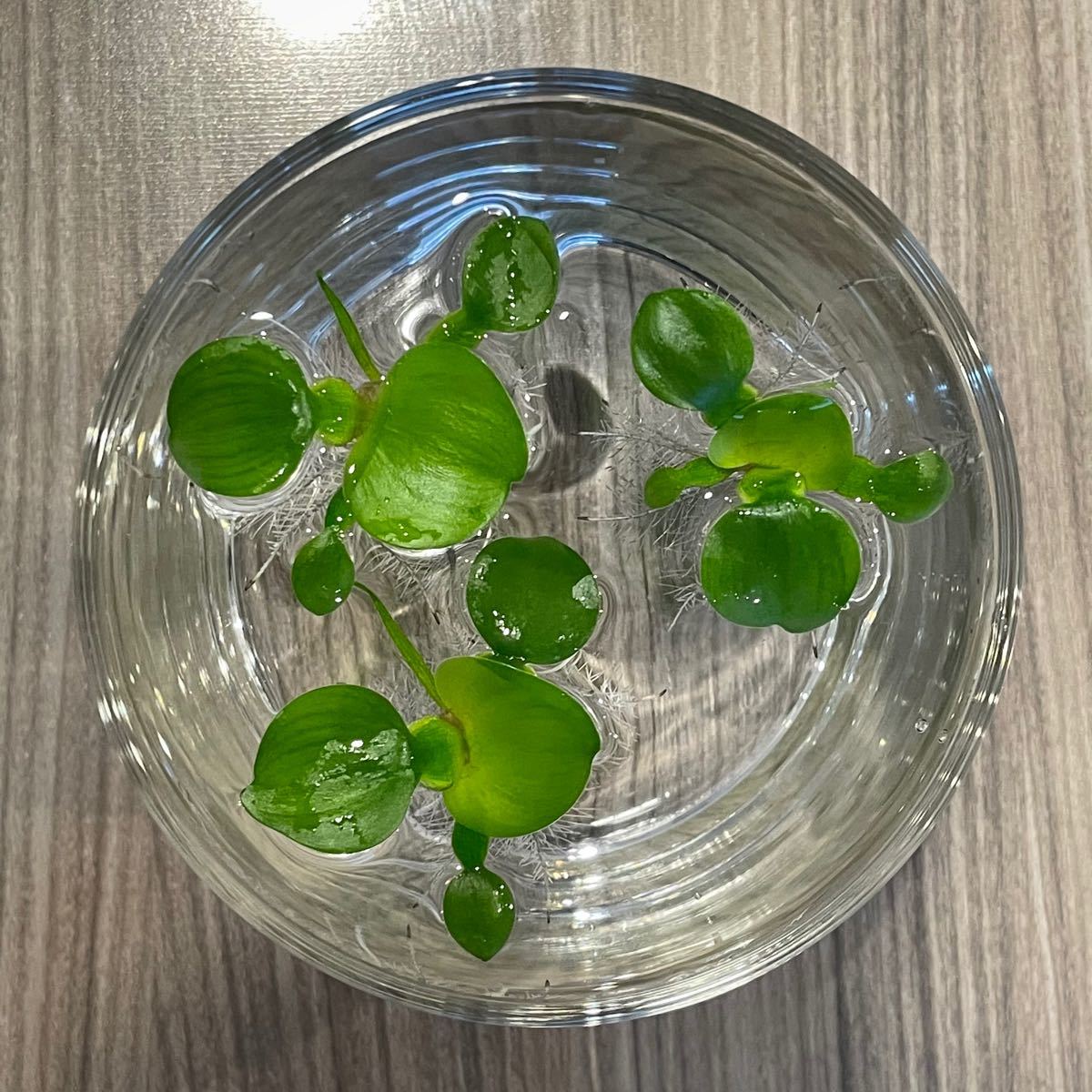 Paypayフリマ 水草 浮草 ミニホテイアオイ 3株 無農薬 Paypayフリマ 水草 浮草 ミニホテイアオイ 3株 無農薬