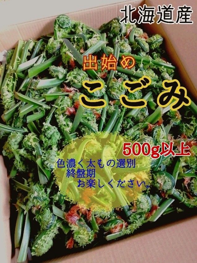 北海道産天然こごみ　3kg 北海道産 天然こごみ500g｜Yahoo!フリマ（旧PayPayフリマ）