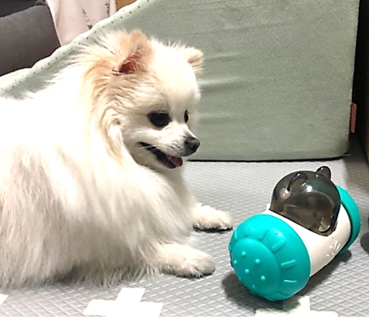 Paypayフリマ 犬 猫 コロコロ 餌入れ 犬用 フード入れ 兼用 ボール 知育 ベル ペットおもちゃ 知育玩具 おやつボール おもちゃ Paypayフリマ 犬 猫 コロコロ 餌入れ 犬用 フード入れ 兼用 ボール 知育 ベル ペットおもちゃ 知育玩具 おやつボール おもちゃ