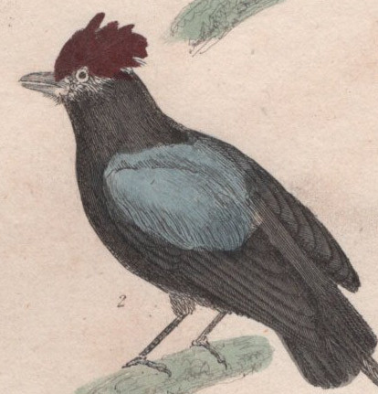 1837年 Cuvier Animal Kingdom 手彩色 鋼版画 ヒロハシ科 ガマヒロハシ マイコドリ科 セアオマイコドリ ホオジロ科 キアオジ 博物画_画像3