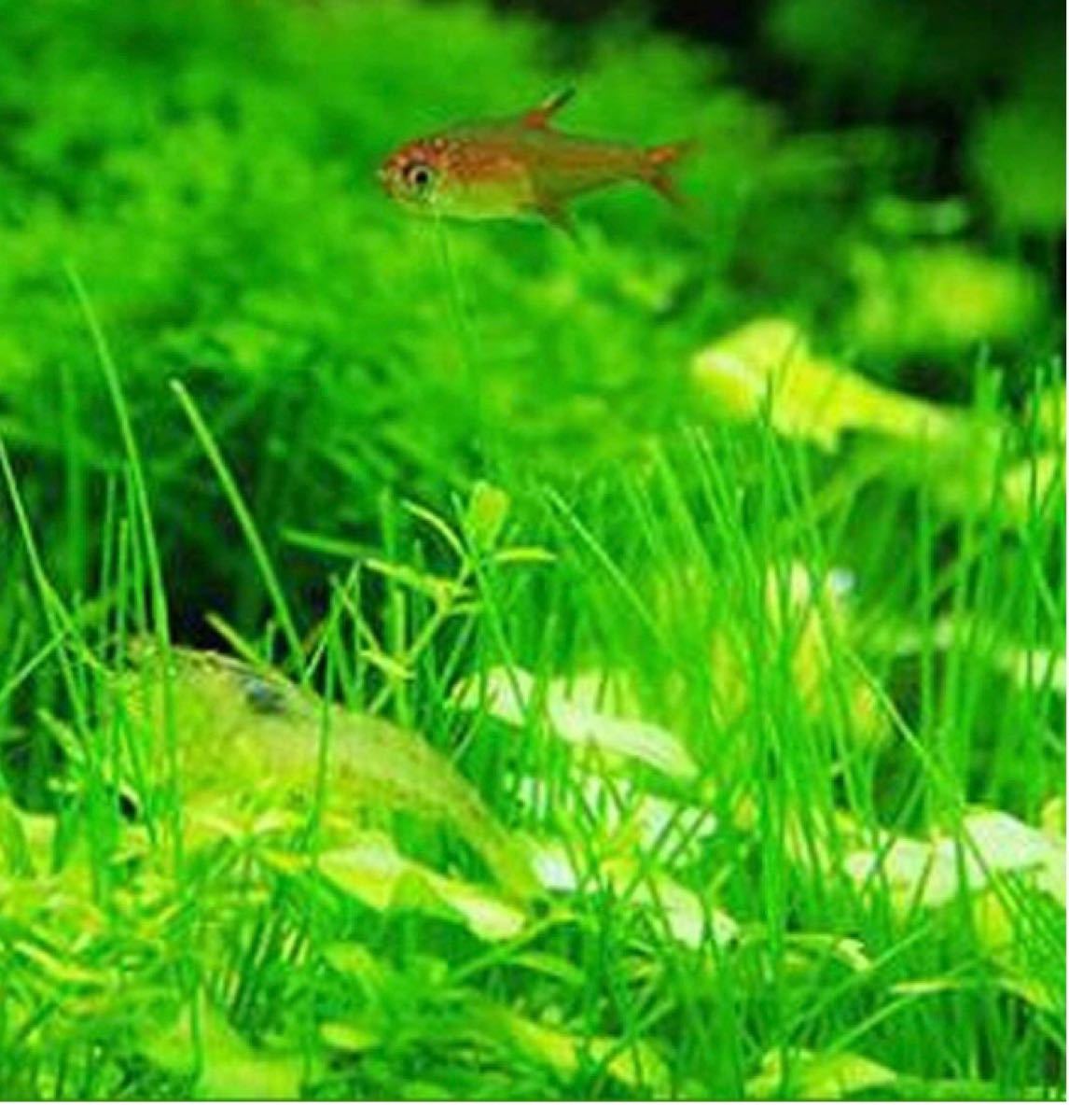 Paypayフリマ 種から育てる水草 ヘアーグラス系 10g Paypayフリマ 種から育てる水草 ヘアーグラス系 10g