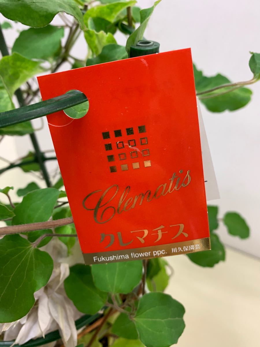 値下げしました 【希少種】八重咲きクレマチス ゆいか 6号鉢(花 値下げしました 【希少種】八重咲きクレマチス ゆいか 6号鉢(花