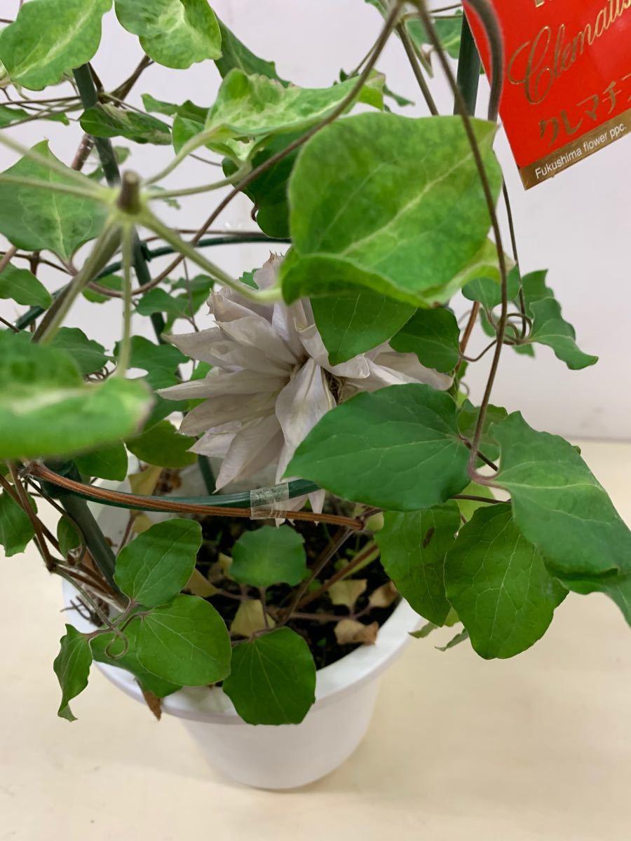 値下げしました 【希少種】八重咲きクレマチス ゆいか 6号鉢(花 値下げしました 【希少種】八重咲きクレマチス ゆいか 6号鉢(花