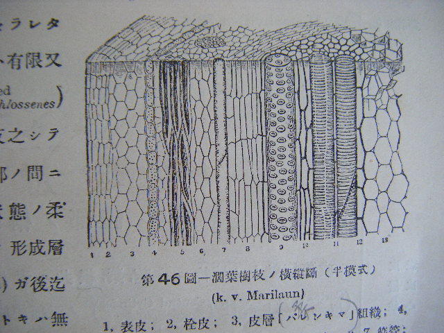 大正13年9月　『綱要　植物學講義』理学博士市村塘著　光風館蔵版_画像7