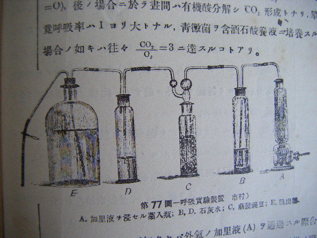 大正13年9月　『綱要　植物學講義』理学博士市村塘著　光風館蔵版_画像9