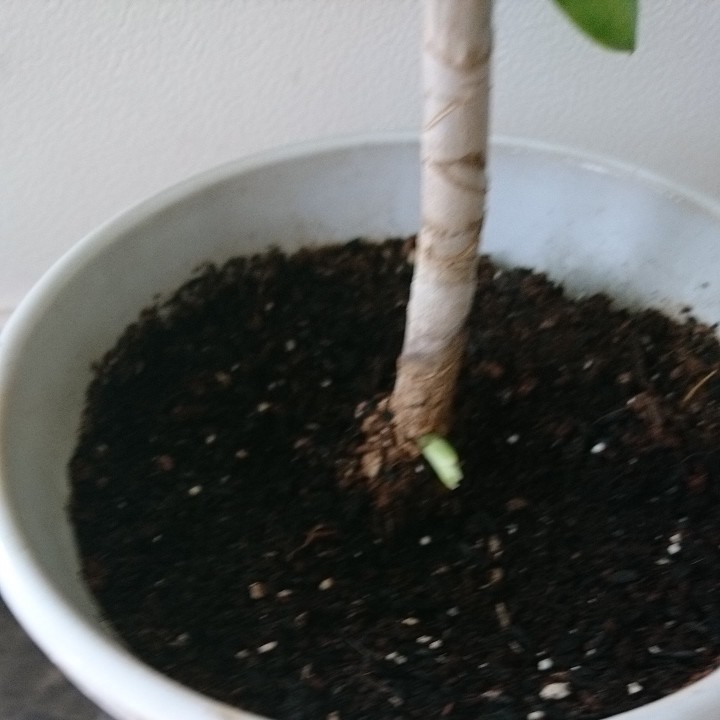  鉢植え ドラセナ キングオブ スリランカ