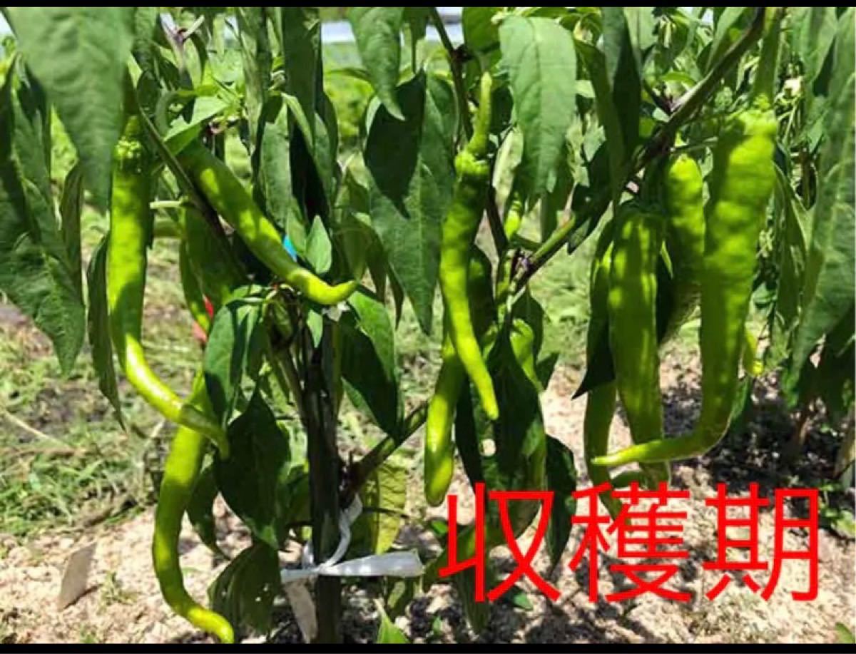 Paypayフリマ 青森県産 青唐辛子 激辛 Paypayフリマ 青森県産 青唐辛子 激辛