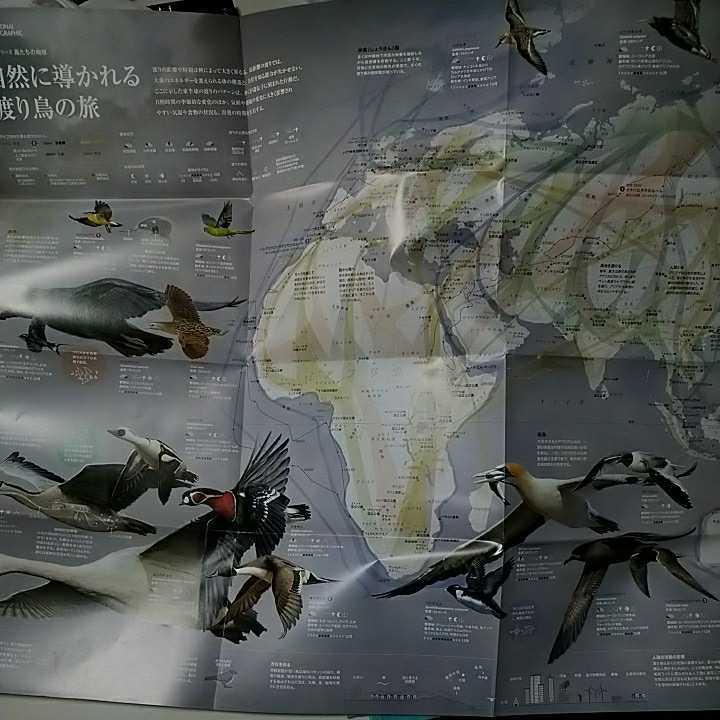 Paypayフリマ ナショナルジオグラフィック日本版付録 シリーズ鳥たちの地球 渡り鳥 旅の軌跡 18年3月号付録 地図