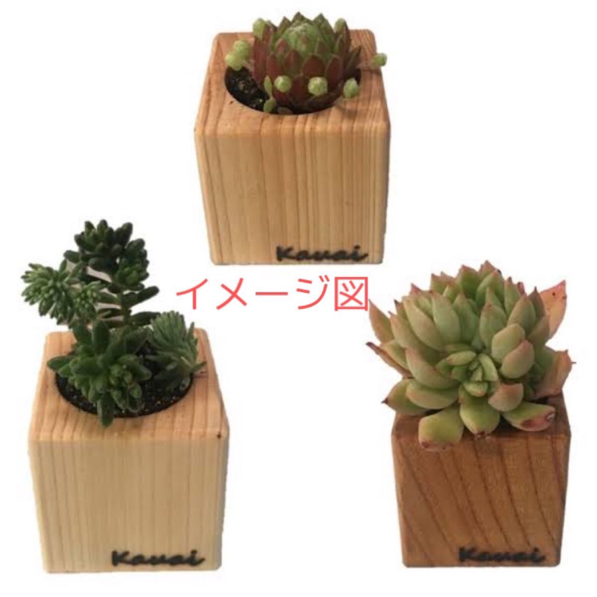 Paypayフリマ 多肉植物 ウッドプランター おしゃれ インテリア Paypayフリマ 多肉植物 ウッドプランター おしゃれ インテリア