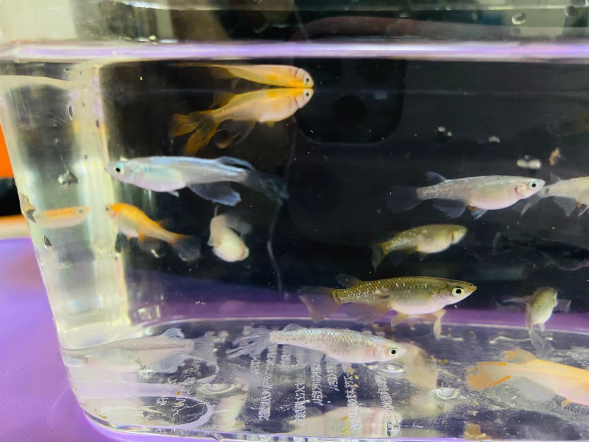 金魚 メダカ 混浴 金魚 メダカ 混浴