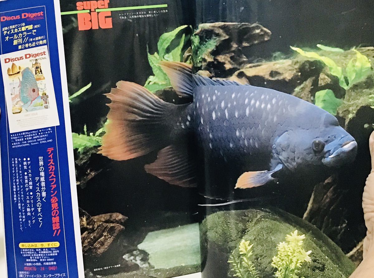 Paypayフリマ 特集 スーパービッグ アロワナ ナンダス アリゲーターガー アジアアロワナの繁殖成功 P ビキールビキール 汚れありc 2 Fm19 2 Paypayフリマ 特集 スーパービッグ アロワナ ナンダス アリゲーターガー アジアアロワナの繁殖成功 P ビキールビキール 汚れありc 2 Fm19 2