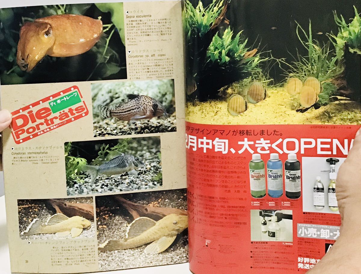 Paypayフリマ 特集 スーパービッグ アロワナ ナンダス アリゲーターガー アジアアロワナの繁殖成功 P ビキールビキール 汚れありc 2 Fm19 2 Paypayフリマ 特集 スーパービッグ アロワナ ナンダス アリゲーターガー アジアアロワナの繁殖成功 P ビキールビキール 汚れありc 2 Fm19 2