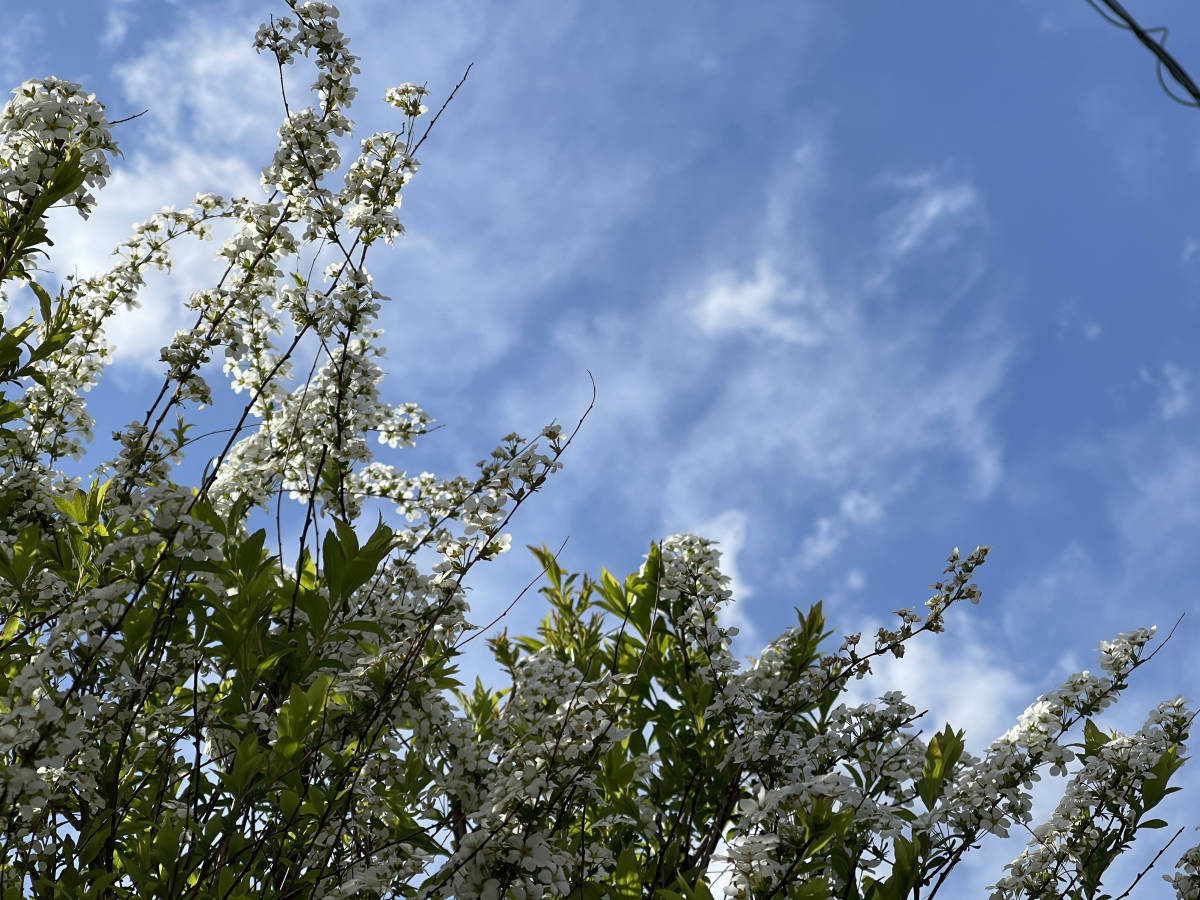 雪柳　「ユキヤナギ」　コメ桜　15本　アイス色　■送料無料（白い花　米桜　挿し木　コメザクラ 挿し穂　桜 　庭木）送料込み_画像8