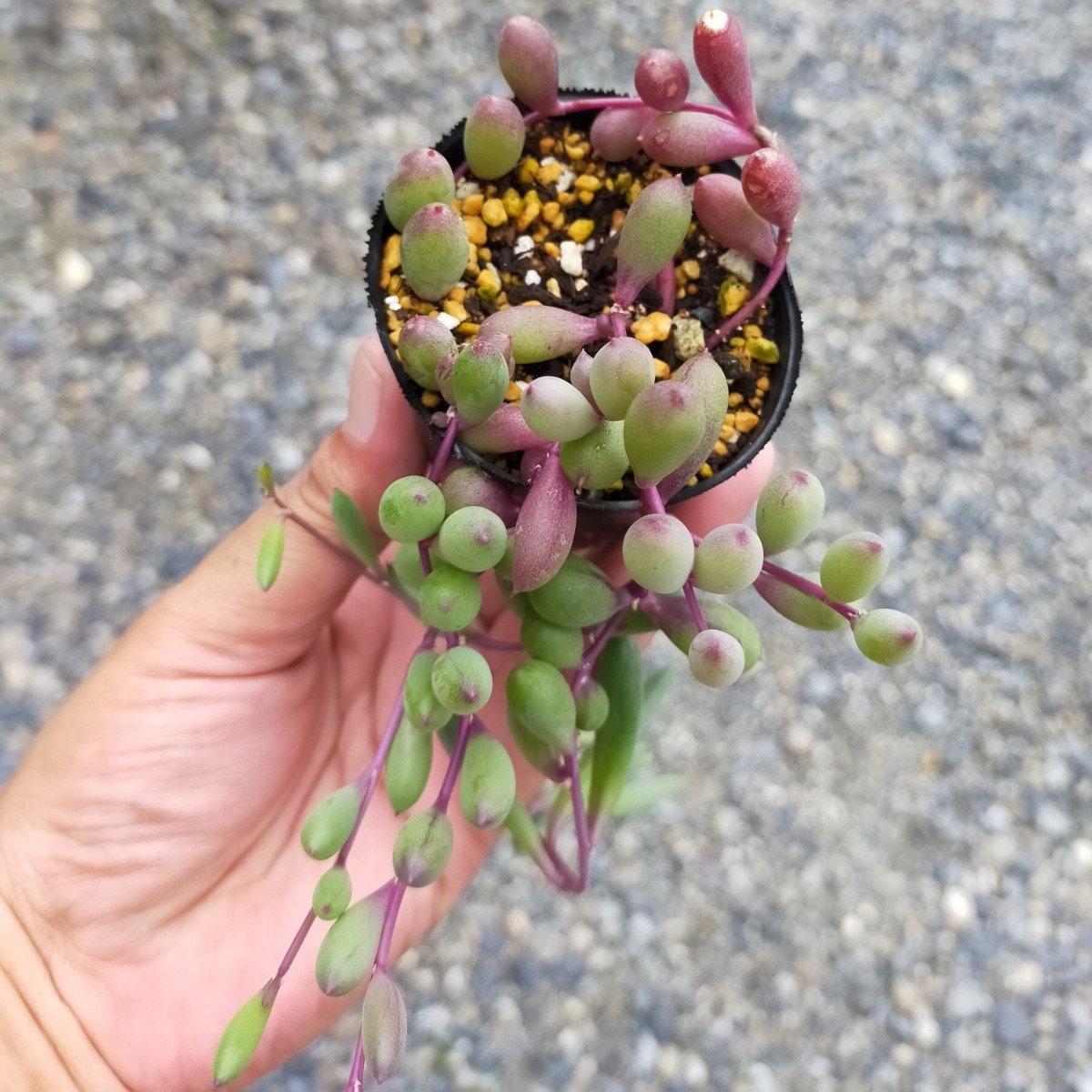 Paypayフリマ 抜き苗 ルビーネックレス 6cmポット オトンナ 多肉植物 多肉 ガーデニング 寄せ植え Paypayフリマ 抜き苗 ルビーネックレス 6cmポット オトンナ 多肉植物 多肉 ガーデニング 寄せ植え