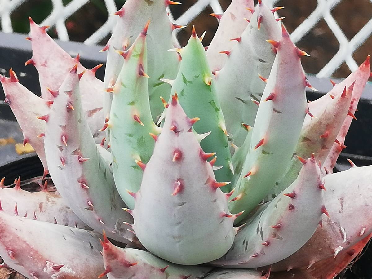 ぺてぃのお店 アロエ ペグレラエ Aloe Peglerae A アロエ 売買されたオークション情報 Yahooの商品情報をアーカイブ公開 オークファン Aucfan Com ぺてぃのお店 アロエ ペグレラエ Aloe Peglerae A アロエ 売買されたオークション情報 Yahooの商品情報をアーカイブ公開 オークファン Aucfan Com