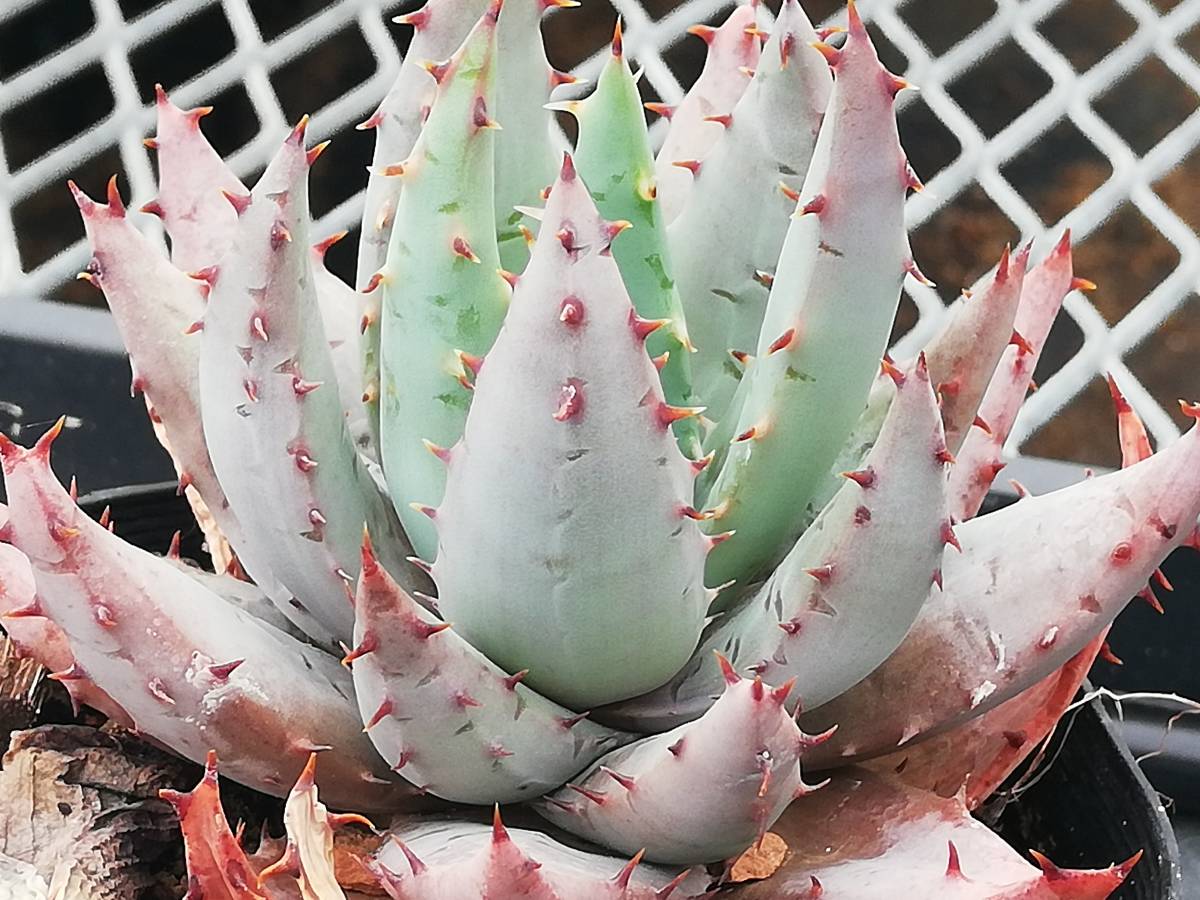 ぺてぃのお店 アロエ ペグレラエ Aloe Peglerae A アロエ 売買されたオークション情報 Yahooの商品情報をアーカイブ公開 オークファン Aucfan Com ぺてぃのお店 アロエ ペグレラエ Aloe Peglerae A アロエ 売買されたオークション情報 Yahooの商品情報をアーカイブ公開 オークファン Aucfan Com