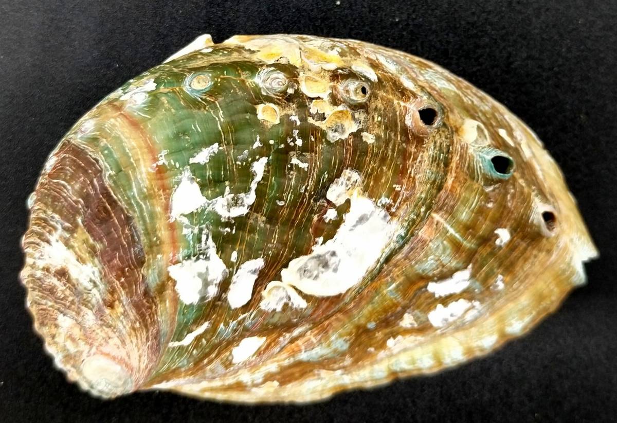 ヤフオク アワビ 貝殻 濃いグリーン 約9 0cm 6 0cm 鮑 あ