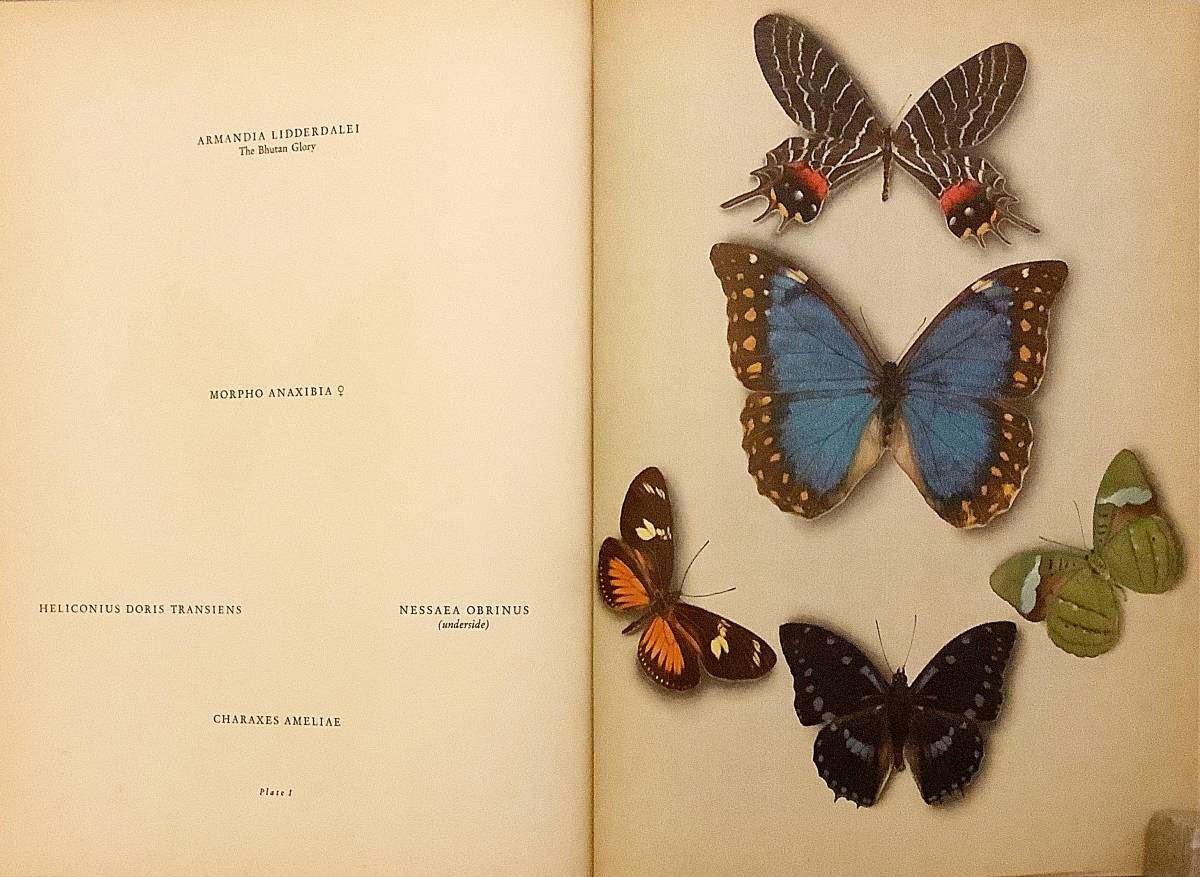英語洋書 蝶と蛾 36枚のカラープレート Butterflies And Moths Thirty Six Plates In Colour A ヴェルナー 1956 昆虫 チョウ ガ 生物学 売買されたオークション情報 Yahooの商品情報をアーカイブ公開 オークファン Aucfan Com