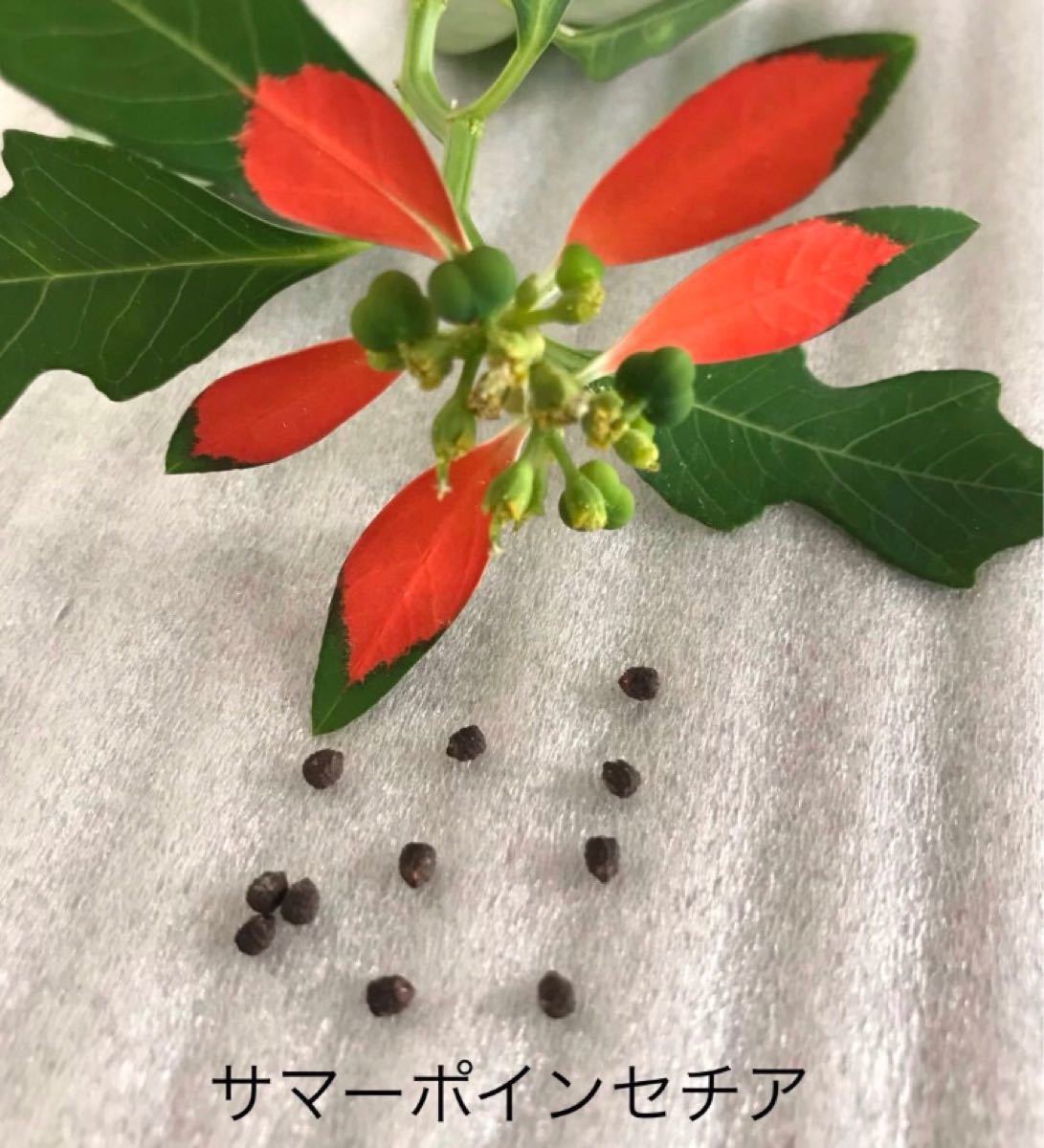 Paypayフリマ 小判草 大判草 ドライフラワー Paypayフリマ 小判草 大判草 ドライフラワー