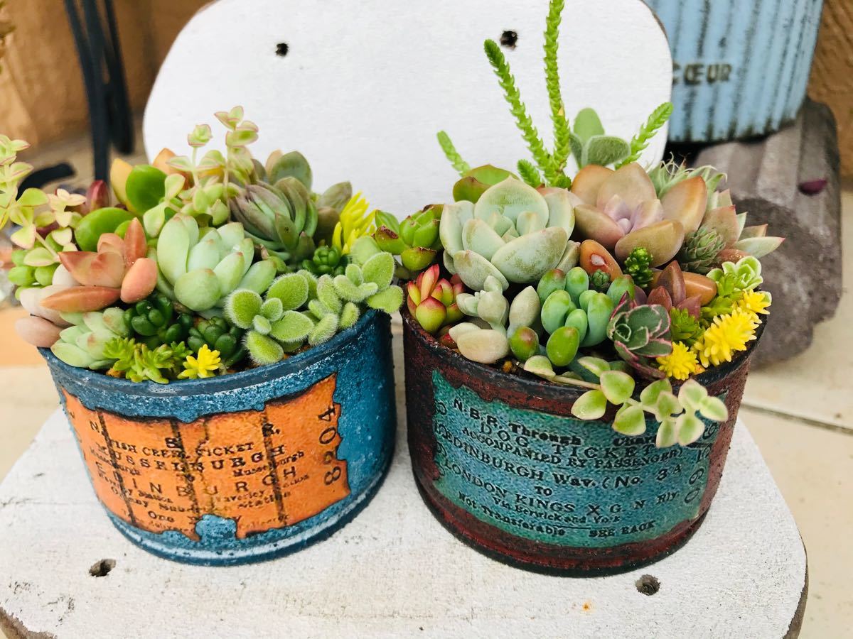 Paypayフリマ 多肉植物の寄せ植えスターターセット カット苗 リメ缶2種 配合土6種 土なし販売可 Paypayフリマ 多肉植物の寄せ植えスターターセット カット苗 リメ缶2種 配合土6種 土なし販売可