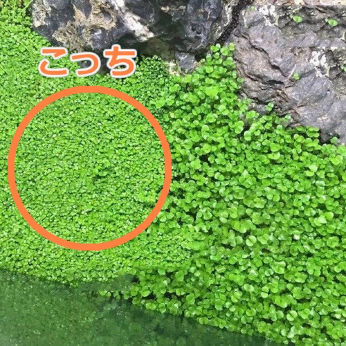 Paypayフリマ 水草 たね 種子 水中葉 アクアリウム テラリウム パルダリウム グラスリウム ビオトープ メダカ 池 A Paypayフリマ 水草 たね 種子 水中葉 アクアリウム テラリウム パルダリウム グラスリウム ビオトープ メダカ 池 A