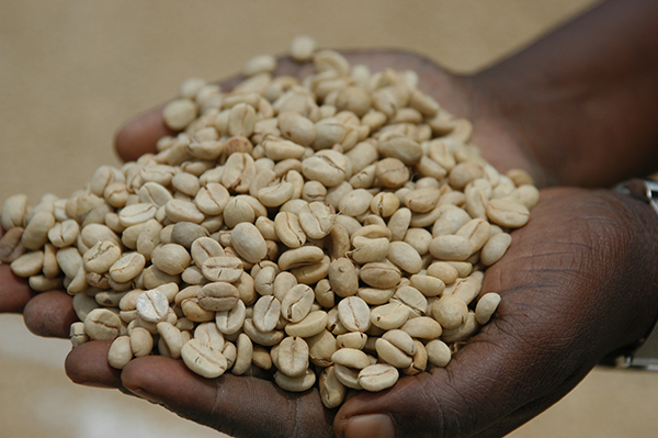 自家焙煎 自然栽培ウガンダコーヒー(200g)X６袋☆ウガンダで育った無肥料無農薬栽培コーヒー豆☆最高ランクのAA級☆貴重なアラビカ種☆彡