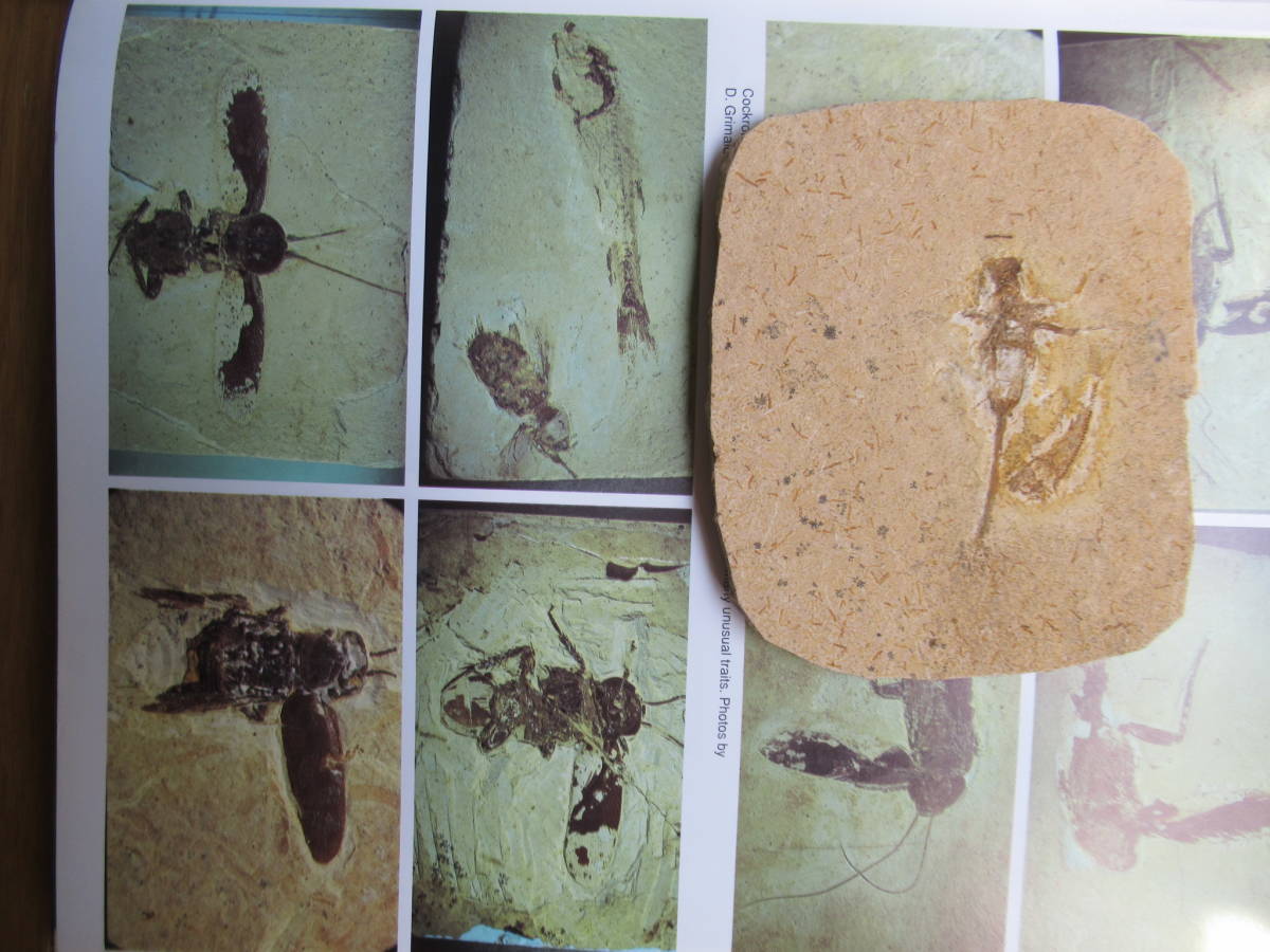 白亜紀大型水性昆虫と硬骨魚共出化石_画像3