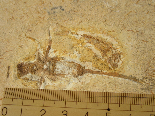 白亜紀大型水性昆虫と硬骨魚共出化石_画像5