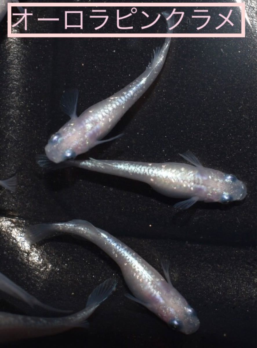 Paypayフリマ 57 オーロラピンクラメ 有精卵 25個 濃縮psb付き 稚魚用餌 めだか メダカ Paypayフリマ 57 オーロラピンクラメ 有精卵 25個 濃縮psb付き 稚魚用餌 めだか メダカ