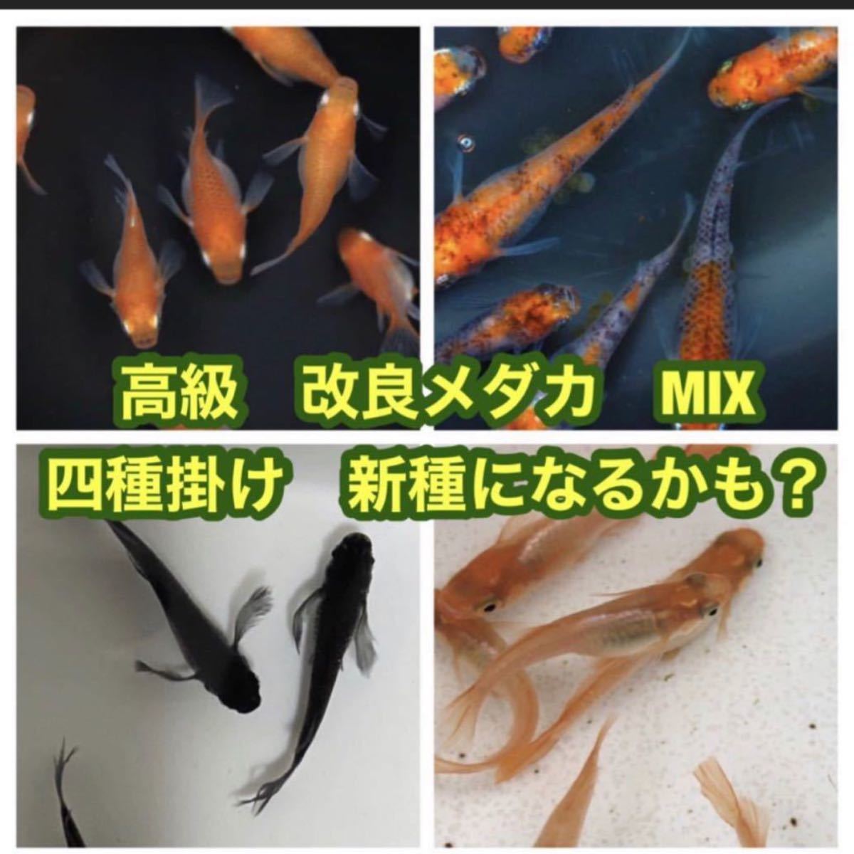 Paypayフリマ 初心者セット メダカ オロチ 東天紅 楊貴妃ダルマ 三色錦 有精卵30個 A Paypayフリマ 初心者セット メダカ オロチ 東天紅 楊貴妃ダルマ 三色錦 有精卵30個 A