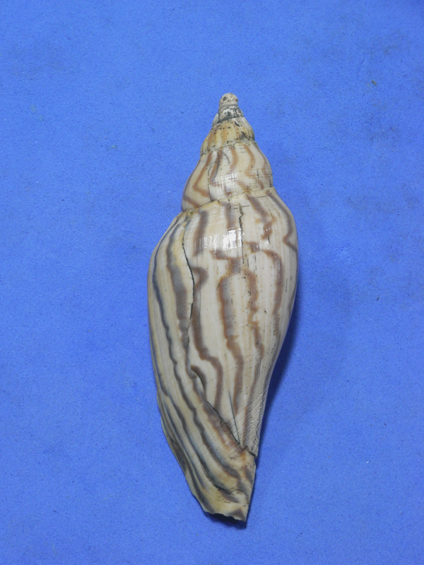 貝の標本 Fulgoraria politohumerosa shikama.1968 台湾_画像1