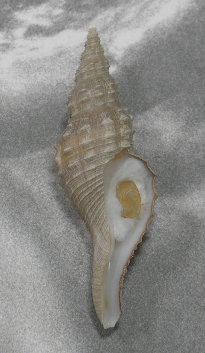 貝の標本 Granulifusus hayashii 53mm.w/o. 台湾_画像2
