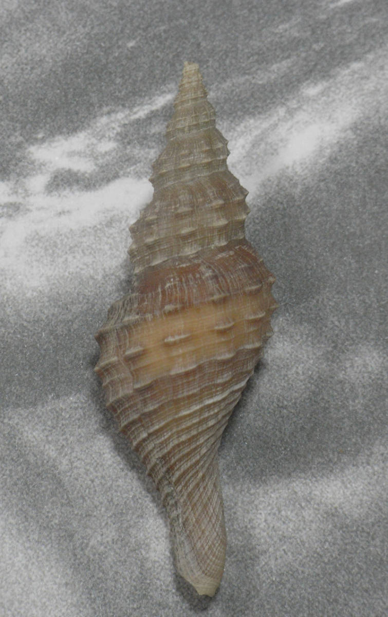 貝の標本 Granulifusus hayashii 53mm.w/o. 台湾_画像1