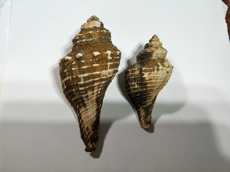 貝の標本 Hemifusus tuba sauliae 84mm.& 124mm..w/o. 台湾_画像1