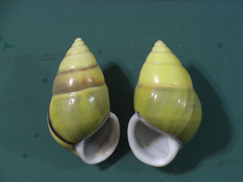 貝の標本 Amphidormus butoti set 2.44mm.45mm_画像2