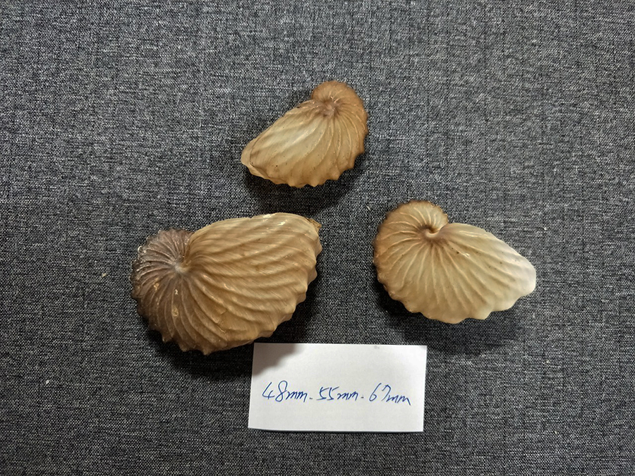 貝の標本タコブネ Argonaria hians set 3.48mm.55mm.67mm..nature lip_画像2
