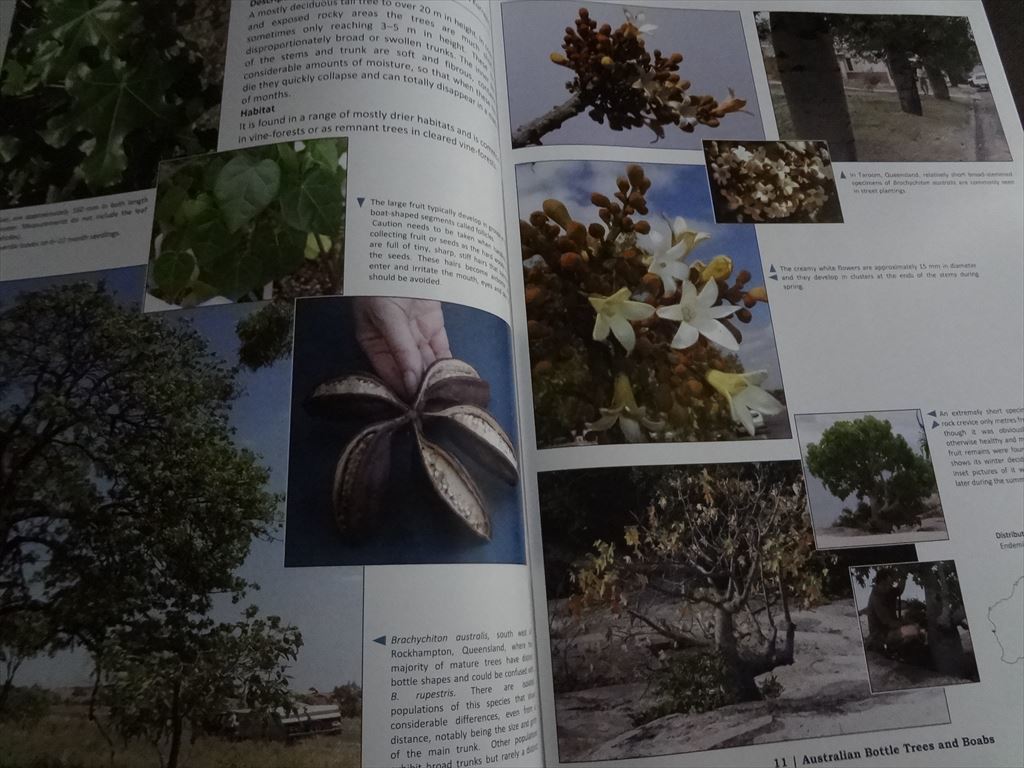  растения иностранная книга Australian Bottle Trees & Boabs Австралия bao Bab бутылка tree Adansonia Gregorii, Brachychiton rupestris