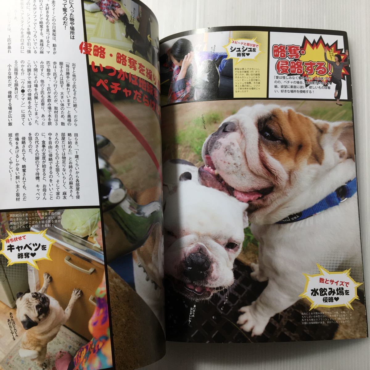 zaa-169!PE*CHA Vol.19 (ta loading Mucc ) nose pe.. dog speciality magazine 2016/10/31f Rebel * Pug * Boss telietc