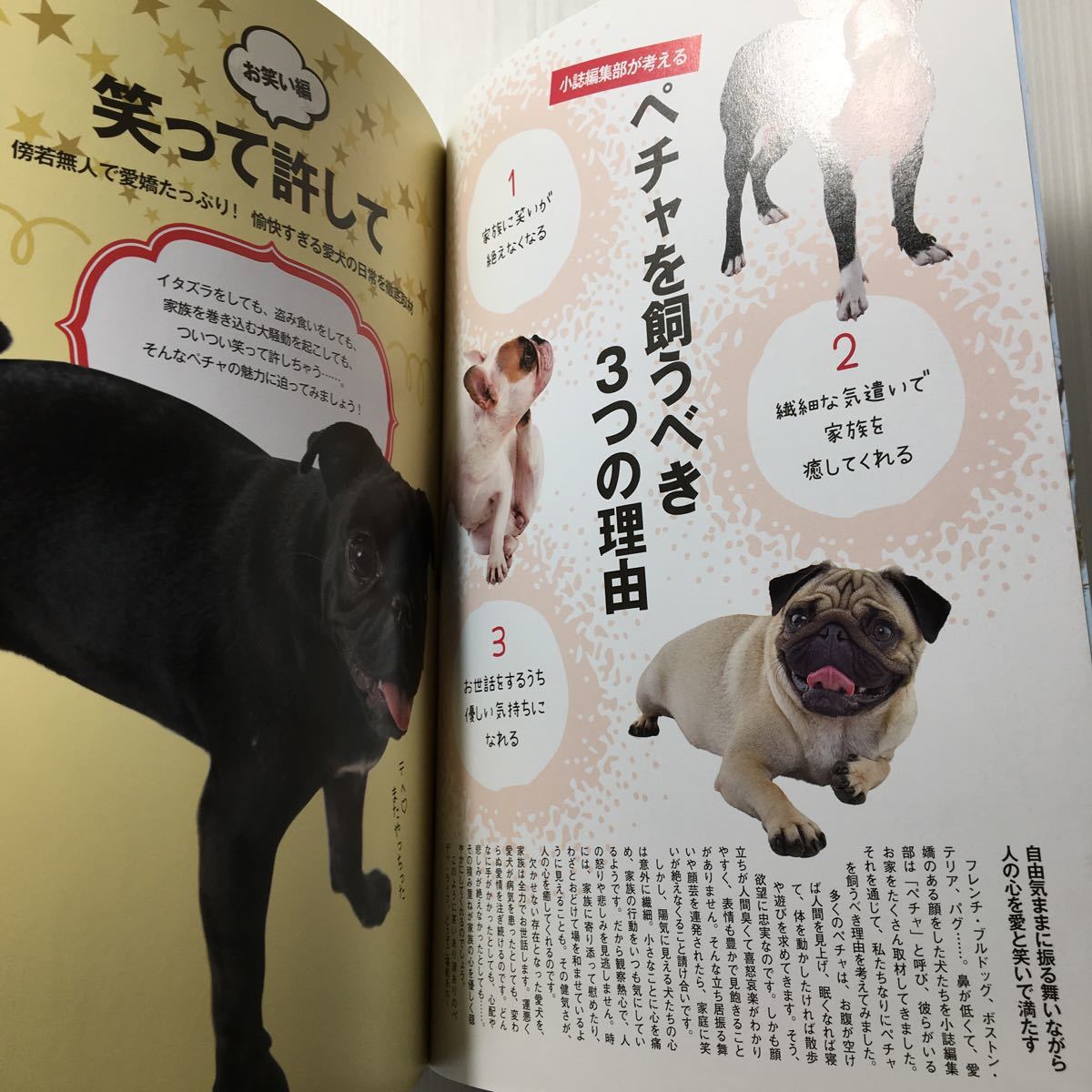 zaa-169!PE*CHA Vol.19 (ta loading Mucc ) nose pe.. dog speciality magazine 2016/10/31f Rebel * Pug * Boss telietc