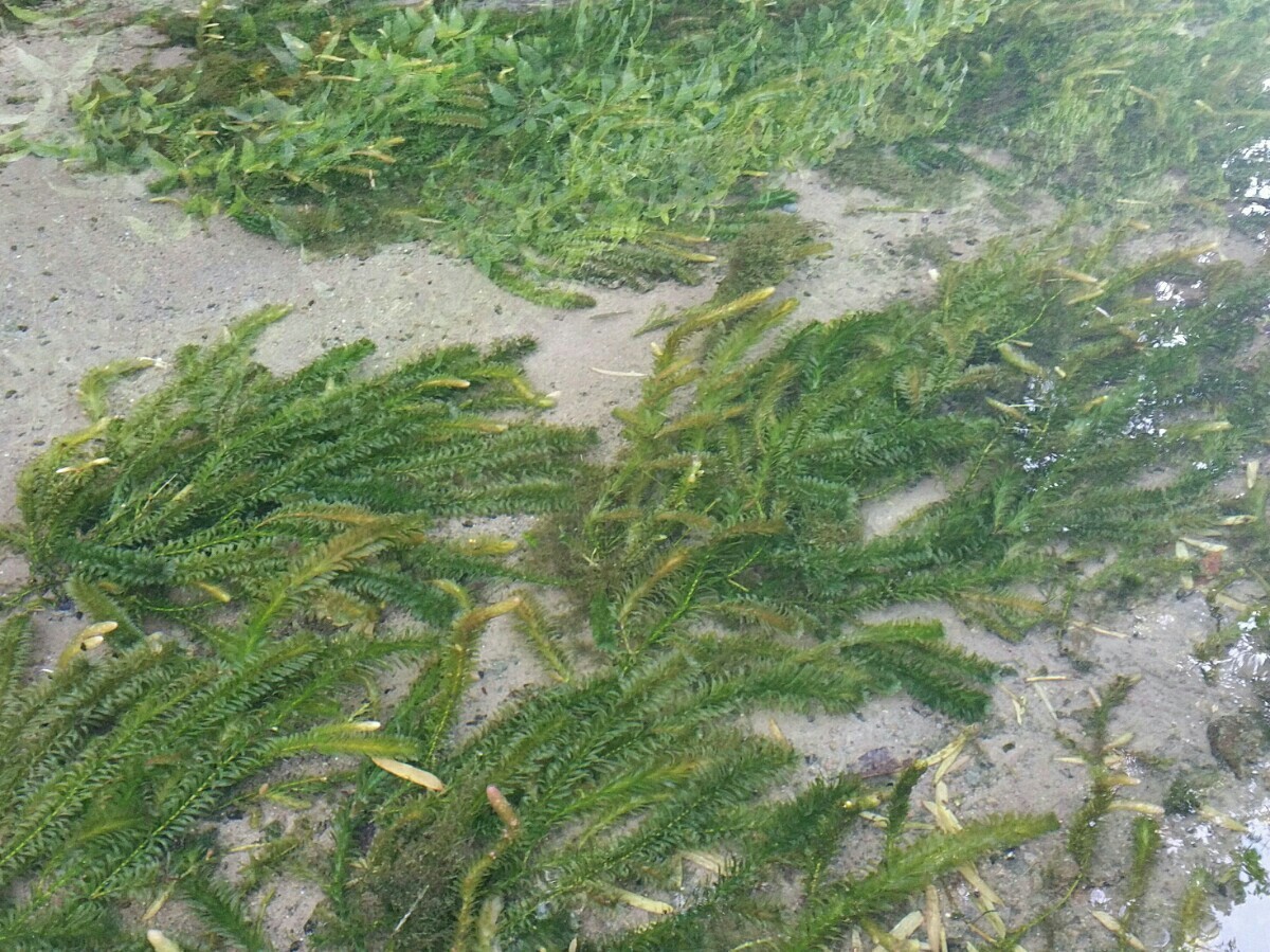 100本以上 阿蘇の湧き水で育った天然アナカリス|PayPayフリマ