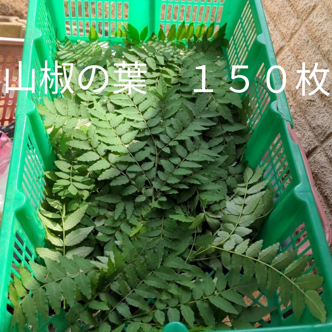 Paypayフリマ アゲハ蝶幼虫のエサ 山椒の葉 150枚 Paypayフリマ アゲハ蝶幼虫のエサ 山椒の葉 150枚