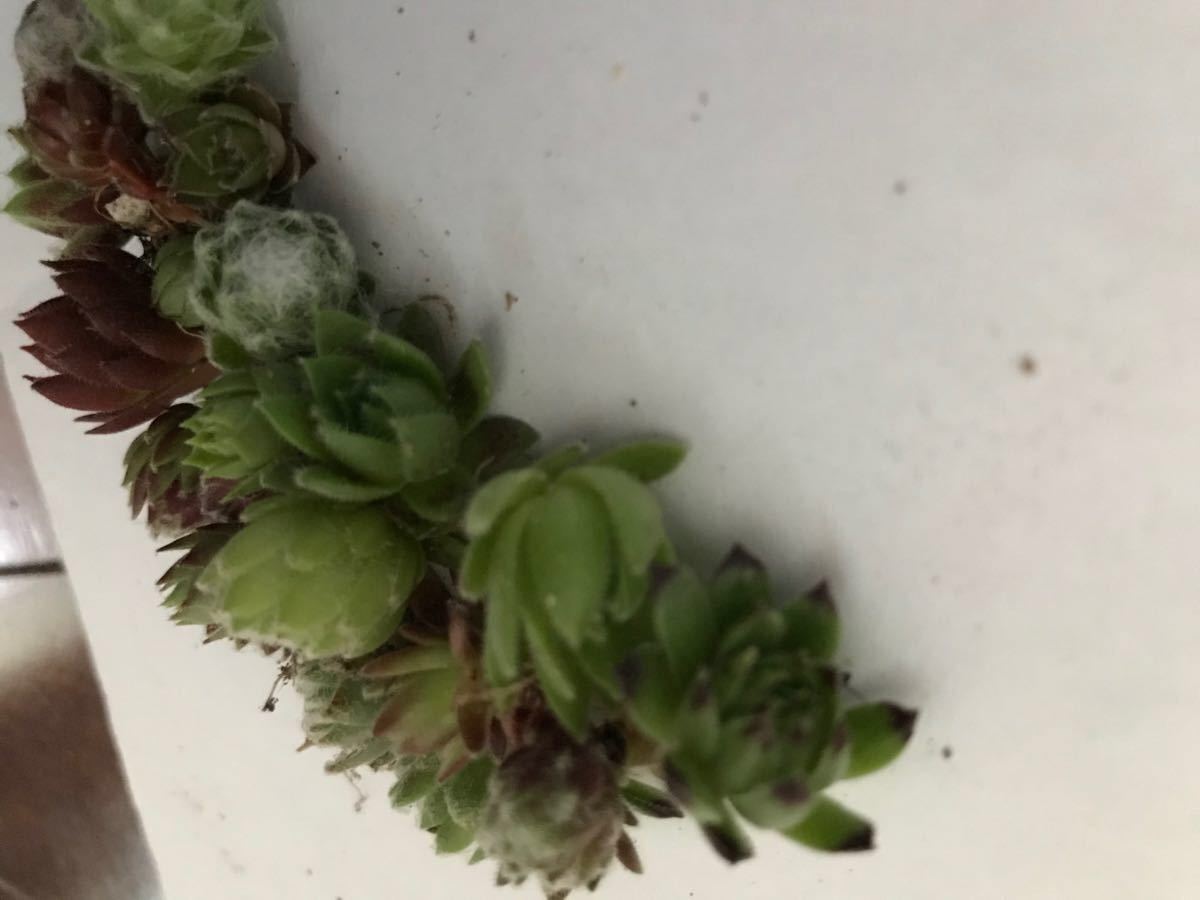 Paypayフリマ 多肉植物 センペルビウム寄せ植えアソートセット 種類 限定1名 Paypayフリマ 多肉植物 センペルビウム寄せ植えアソートセット 種類 限定1名