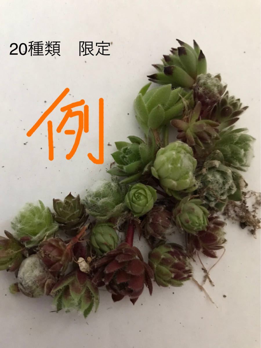 Paypayフリマ 多肉植物 センペルビウム寄せ植えアソートセット 種類 限定1名 Paypayフリマ 多肉植物 センペルビウム寄せ植えアソートセット 種類 限定1名
