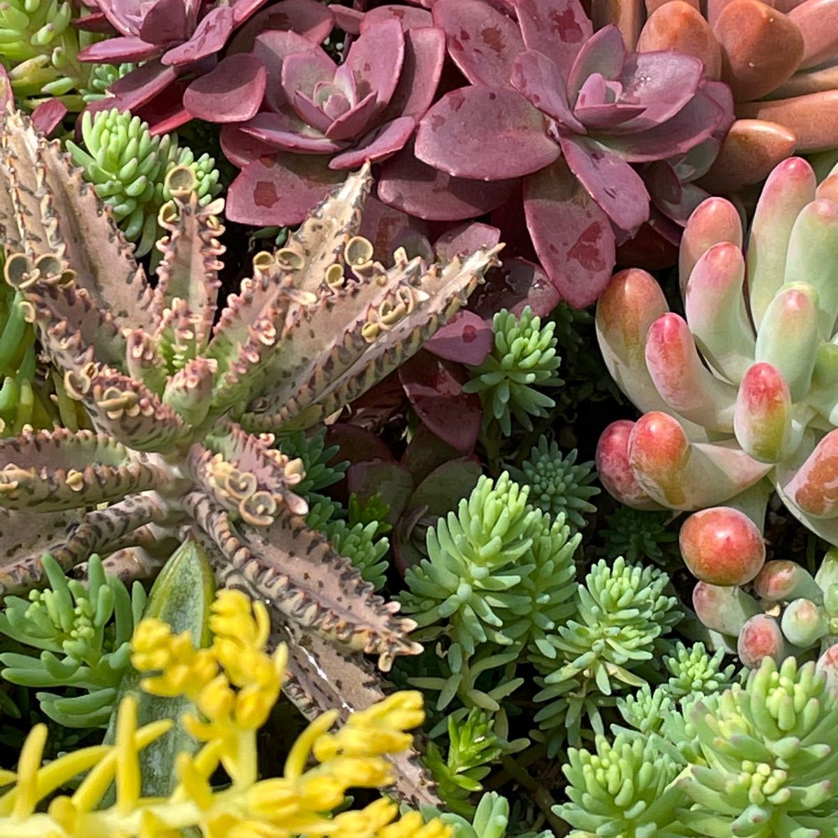 Paypayフリマ 多肉植物 花壇 寄せ植え グランドカバーに よく増えるセダム クラッスラ等々 もりもりパック L Paypayフリマ 多肉植物 花壇 寄せ植え グランドカバーに よく増えるセダム クラッスラ等々 もりもりパック L