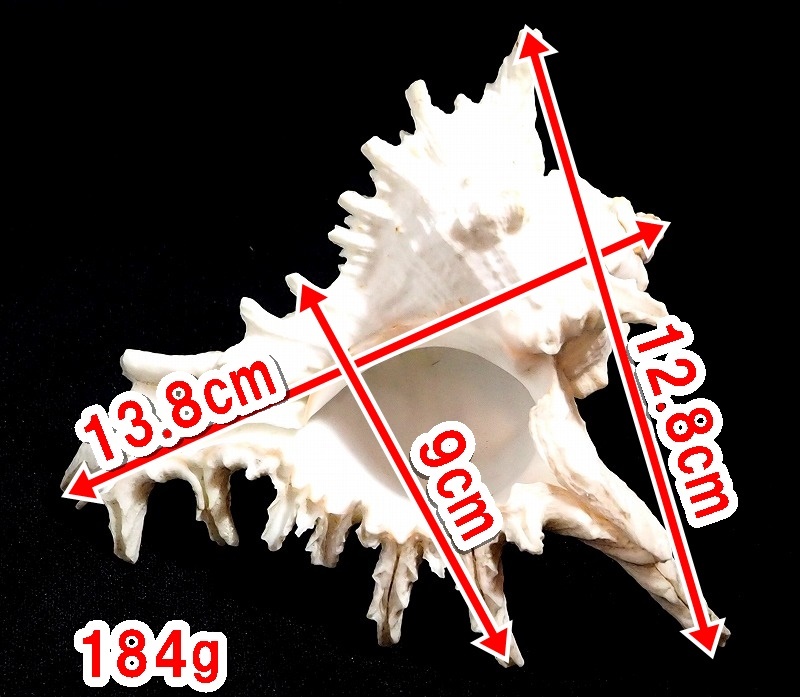  раковина шт . тонн ggai небо ..,. название :Chicoreus ramosus)akkigai. украшение aqua аквариум украшение коллекция 