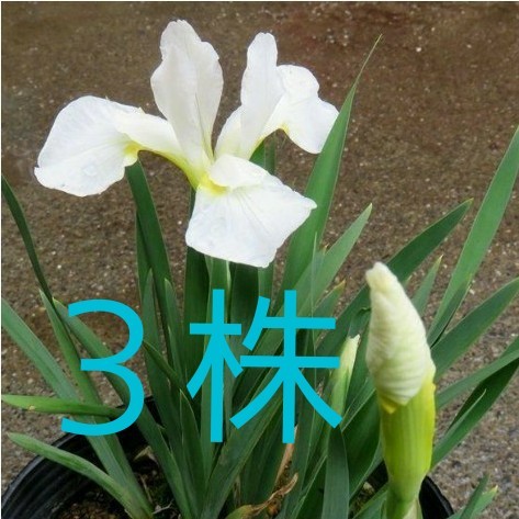 Paypayフリマ 三寸アヤメ 白 3株 Paypayフリマ 三寸アヤメ 白 3株