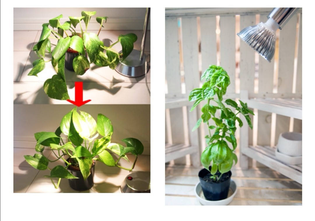 Paypayフリマ Led Plant Light 植物育成使用 クリップタイプ 水耕栽培 家庭菜園 水草栽培 観葉植物