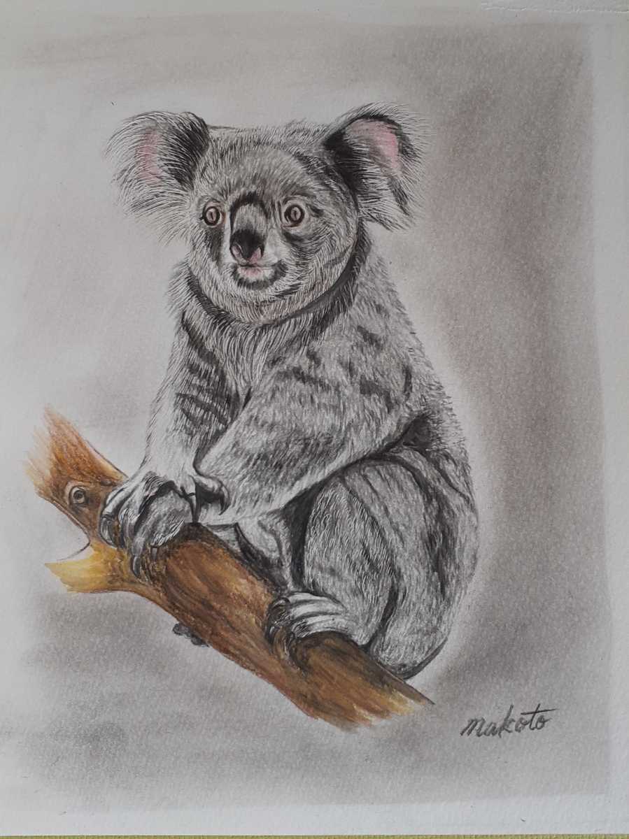 色鉛筆画 コアラ Product Details Yahoo Auctions Japan Proxy Bidding And Shopping Service From Japan 色鉛筆画 コアラ Product Details Yahoo Auctions Japan Proxy Bidding And Shopping Service From Japan