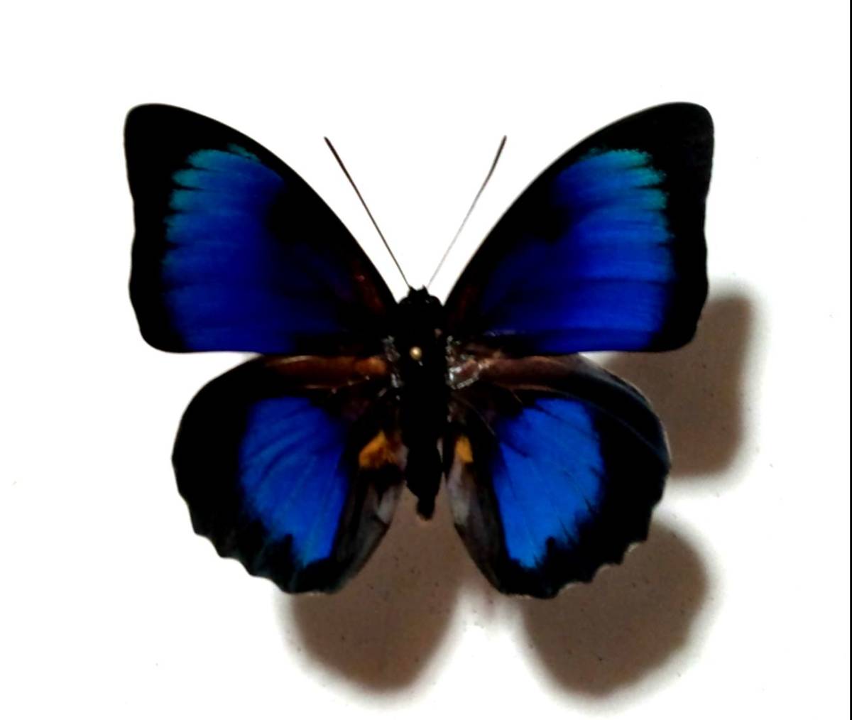 国内初の直営店 蝶標本 ハイブリッド プレポナ x アグリアス - 虫類 