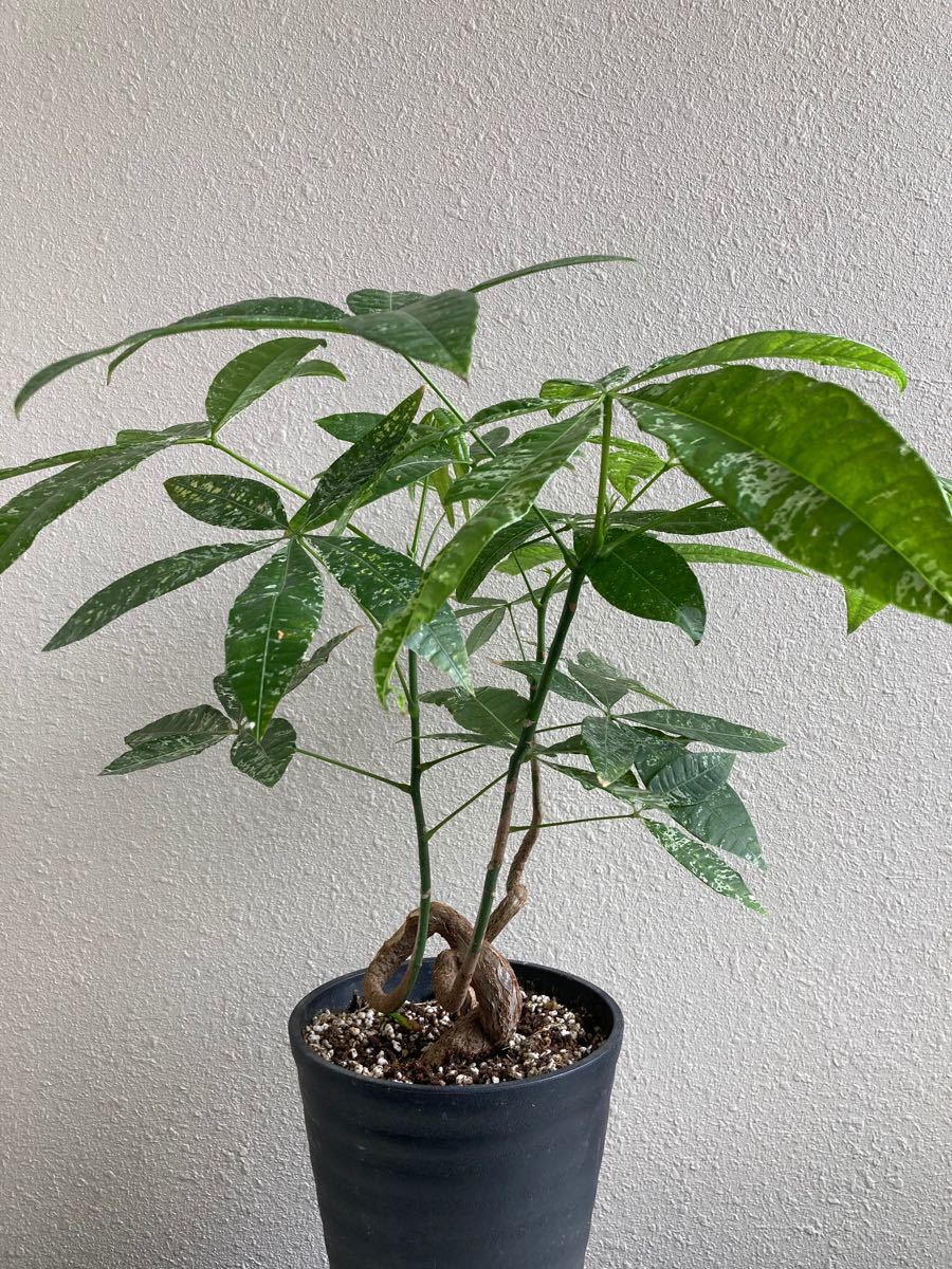 価格比較 パキラ ミルキーウェイ 実生 B 植物/観葉植物